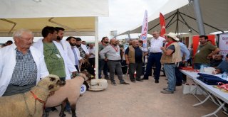 Küçükbaş Hayvan Ve Ekipmanları Tanıtım Günlerinde Çoban Köpekleri Ve Koçlar Yarıştı