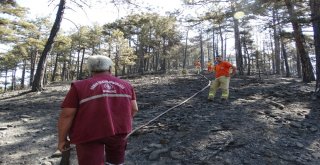 Kütahyadaki Orman Yangını  Kontrol Altına Alındı
