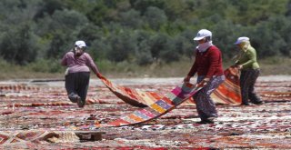 Buğday Tarlası, Halı Tarlasına Dönüştü