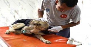 Mersinde Ayağından Vurulan Köpeğe Büyükşehir Ekipleri Müdahale Etti