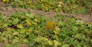 Iğdır Ovasında Bal Küpü Hasadı