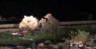 (Özel) Ayı Kendisini Görüntüleyen Gazeteciye Saldırdı