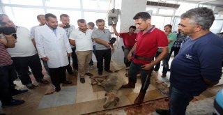 Kurban Kesiminde Vıp Hizmet