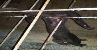 İnşaat Demirine Saplanan Kediyi İtfaiye Kurtardı