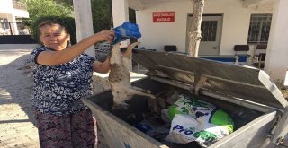 Milasta Çok Sayıda Kedi Ölü Bulundu