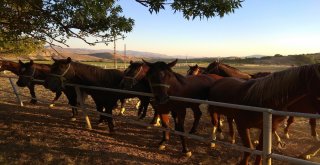 Sultansuyu Harasının ‘Şampiyon Adayı Tayları Görücüye Çıkıyor