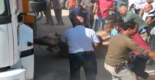 Şanlıurfada Kaçan Kurbanlıklar Sahiplerine Zor Anlar Yaşattı