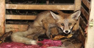 Yaralı Tilki Tedavi Altına Alındı