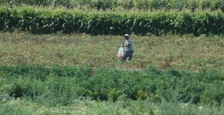 Ankaranın Meşhur Ayaş Domatesinde Üretim Bu Yıl Düştü