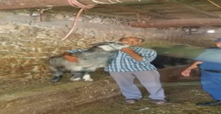 Çalınan Keçileri Bulununca Sarılıp Hasret Giderdi