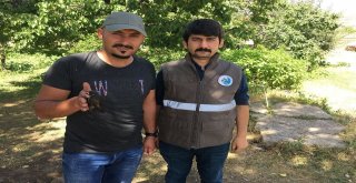 Yaralı Ebabil Kuşu Tedavi Altına Alındı