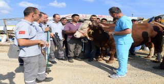 Boğa Yakalama Timi Göreve Hazır