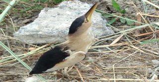 Küçük Balaban Kuşu Tedavi Altına Alındı