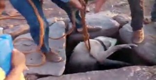 Su Kuyusuna Düşen Köpeği Vatandaşlar Kurtardı