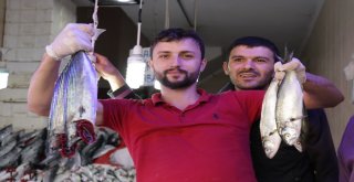 Samsunda Palamudun Ardından “Lüfer” Patladı