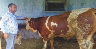 (Özel) Kurbanlık ‘Kral Alıcısını Bekliyor