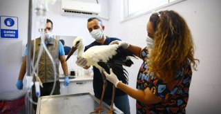 Elektrik akımına kapılan leyleklere Büyükşehir sahip çıktı