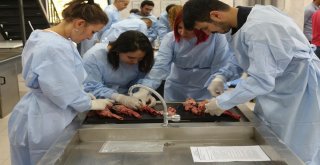 Paüde “Postmortem Kalp Okulu” Adlı Eğitim Çalışması Yapıldı