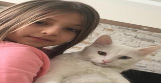 Minik Zeynep, Kaybolan Kedisini Her Yerde Arıyor