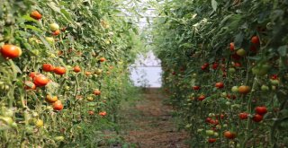 Erzincanda Domates Üretimi Artıyor