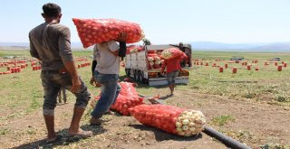 Soğan Fiyatı Amasyada Tarlada 2-2,5 Tl Arasında