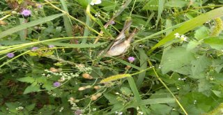 Kanadı Yapışkan Otuna Takılan Kuşu Köylüler Kurtardı