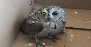 Sıcaktan Halsiz Düşen Baykuş Tedavi Altına Alındı