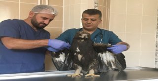 Yaralı Kaya Kartalı Kurtarıldı