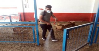 Aziziyede İlaçlama Seferberliği