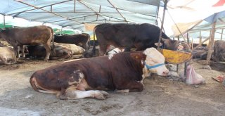 Demokratik Çadırın Keyifçi Danası