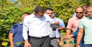 Safranboluda Çavuş Üzümü Hasadı Başladı