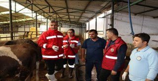 Büyükbaş Hayvanlar Hastalıklara Karşı Aşılanıyor