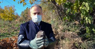 Yaralı şahin doğaya bırakıldı