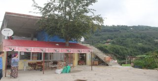 Kesmeye Kıyamadıkları Armut Ağacını Böyle Korumaya Aldılar