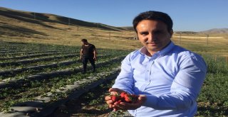 Çaldıranda Doğal Çilek Yetiştiriciliği