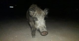 Aç Kalan Domuz Sürüsünü Elleriyle Besledi