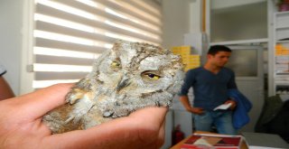 Yaralı Baykuşu Veterinerde Tedavi Ettirdi