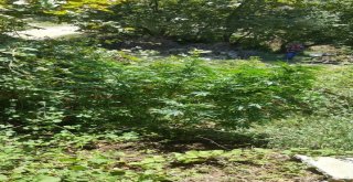 Erdekte Jandarma 12 Kilo Esrar Yakalandı