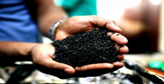 Dünyada Çayın Merkezi: Sri Lanka