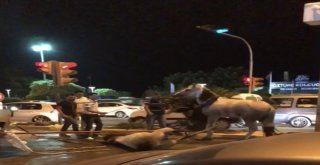 Faytona Koşulan At Yol Ortasında Yığıldı, Hayvanseverler Tepki Gösterdi