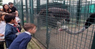 Hayvanları Koruma Gününde, Anaokulu Öğrencilerinden Dikkat Çeken  Etkinlik