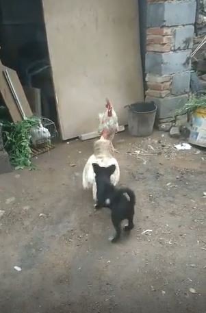 Kavga Eden Horozları Ayırmaya Çalışan Yavru Köpeğin Çabası Güldürdü