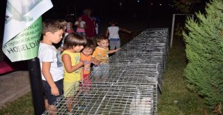 Sultan Tavukları Çocukları Cezp Etti