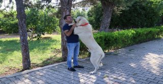 Antalya Tatili Ödüllü Alemdar Bulundu