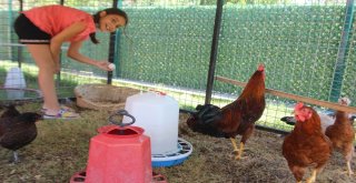 Şampiyonun Ödülü Pahalıya Patladı