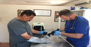 Bursaray İstasyonuna Sıkışan Kedi Kurtarıldı