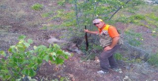 Karamanda Yaban Domuzu Sürek Avı Düzenlendi