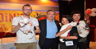 Pursaklarda Kediler Güzellikleriyle Yarışacak