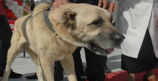 Ankarada Sivas Günleri