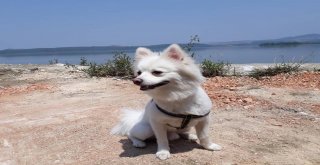 Kafesini Açan Paşa Deniz Otobüsünden Atladı